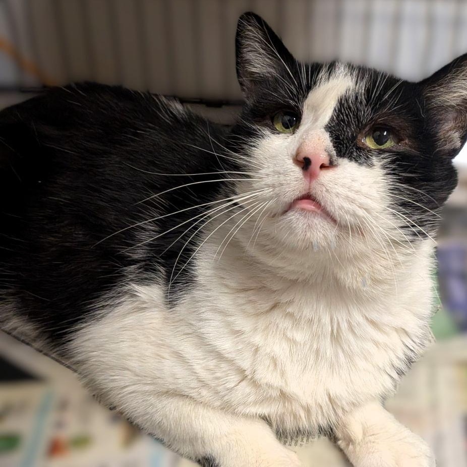 Enlarge Regulus, a Adoptable Tuxedo in Montclair, NJ image 1/3
