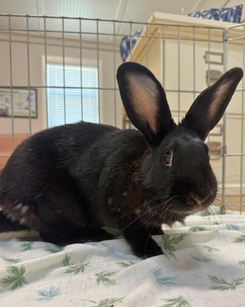 Enlarge Symphony, a Adoptable New Zealand in Pflugerville, TX image 2/6