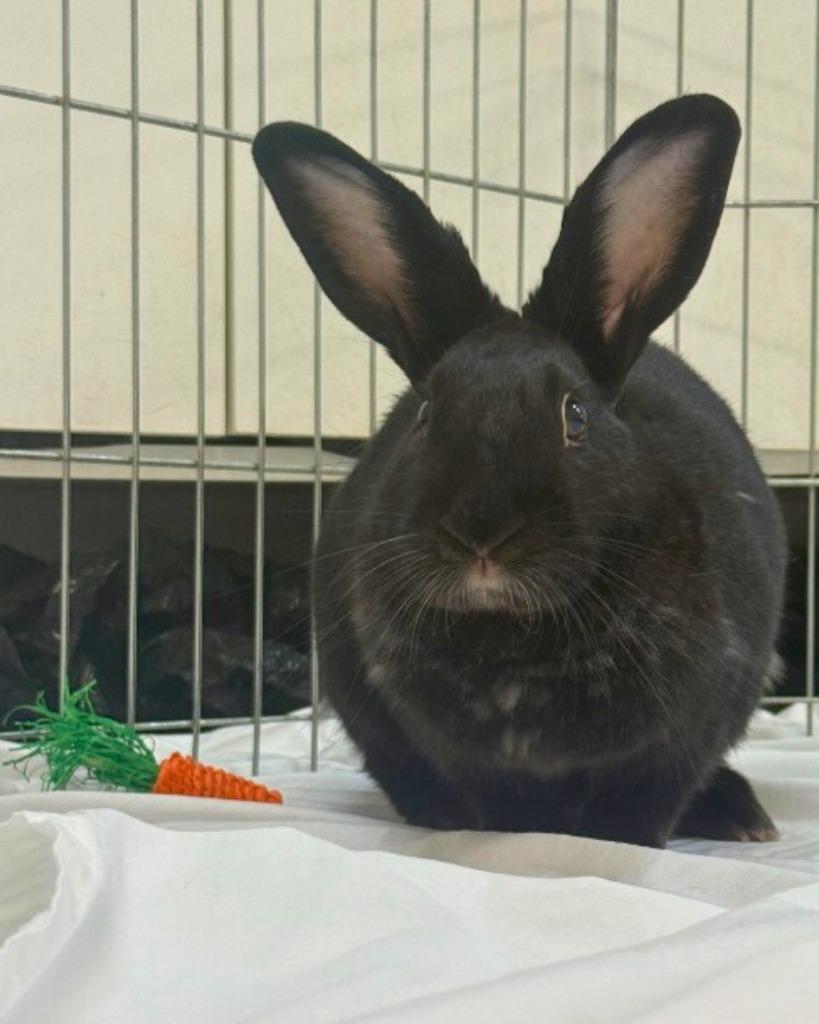 Enlarge Symphony, a Adoptable New Zealand in Pflugerville, TX image 2/6