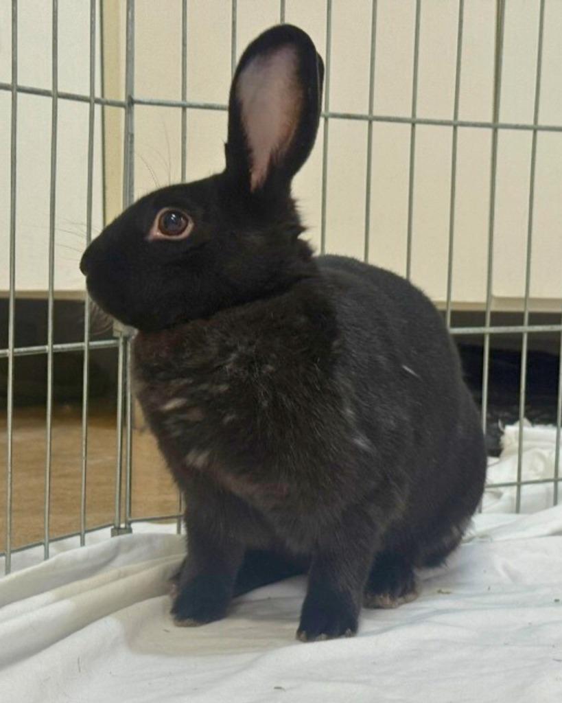 Enlarge Symphony, a Adoptable New Zealand in Pflugerville, TX image 5/6