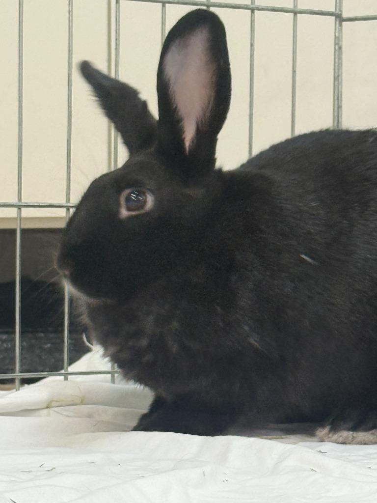 Enlarge Symphony, a Adoptable New Zealand in Pflugerville, TX image 4/6