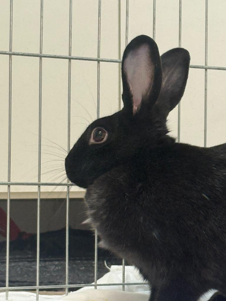 Symphony, a Adoptable New Zealand in Pflugerville, TX image 5/6