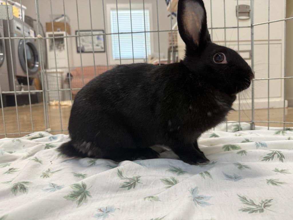 Symphony, a Adoptable New Zealand in Pflugerville, TX image 6/6