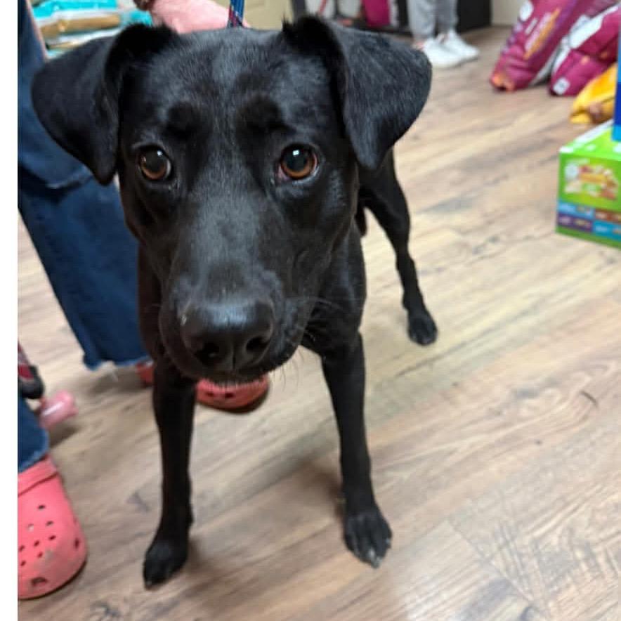 Meadow, Adoptable, Adult Female Mixed Breed.