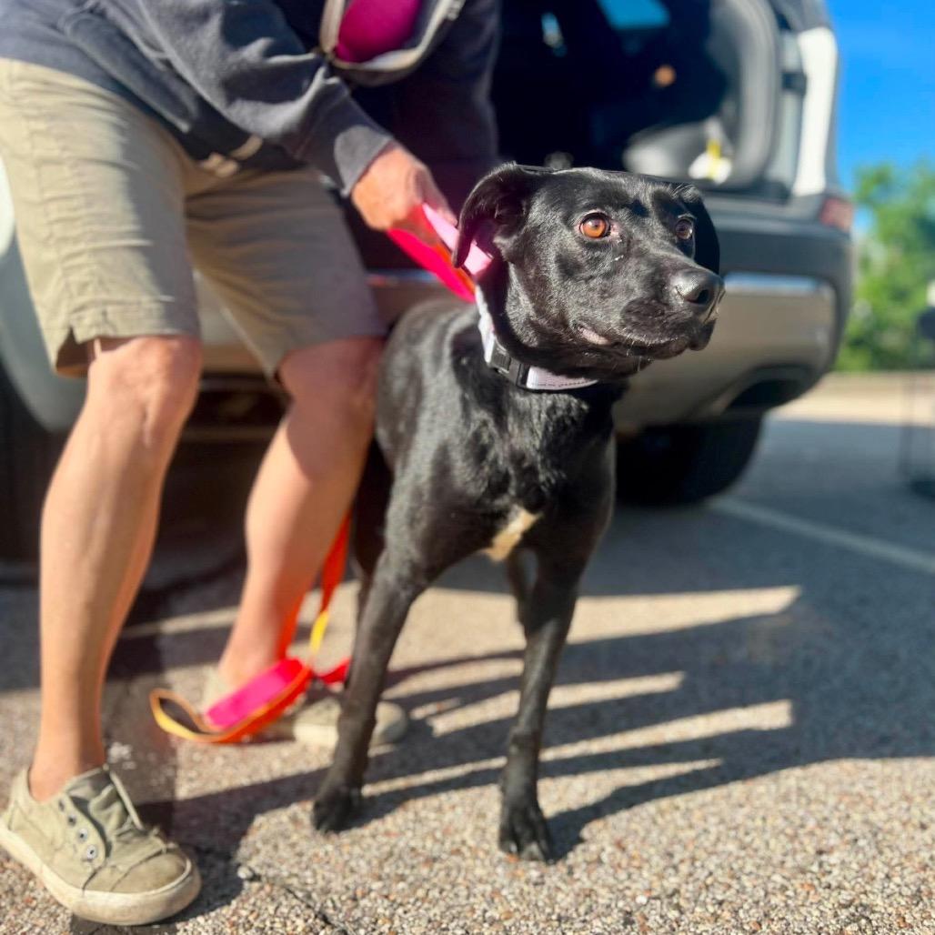 Meadow, a Adoptable Mixed Breed in St. Charles, IL image 2/3