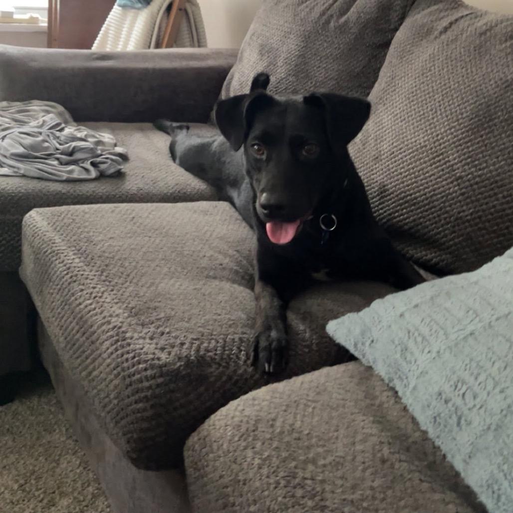 Meadow, a Adoptable Mixed Breed in St. Charles, IL image 3/3