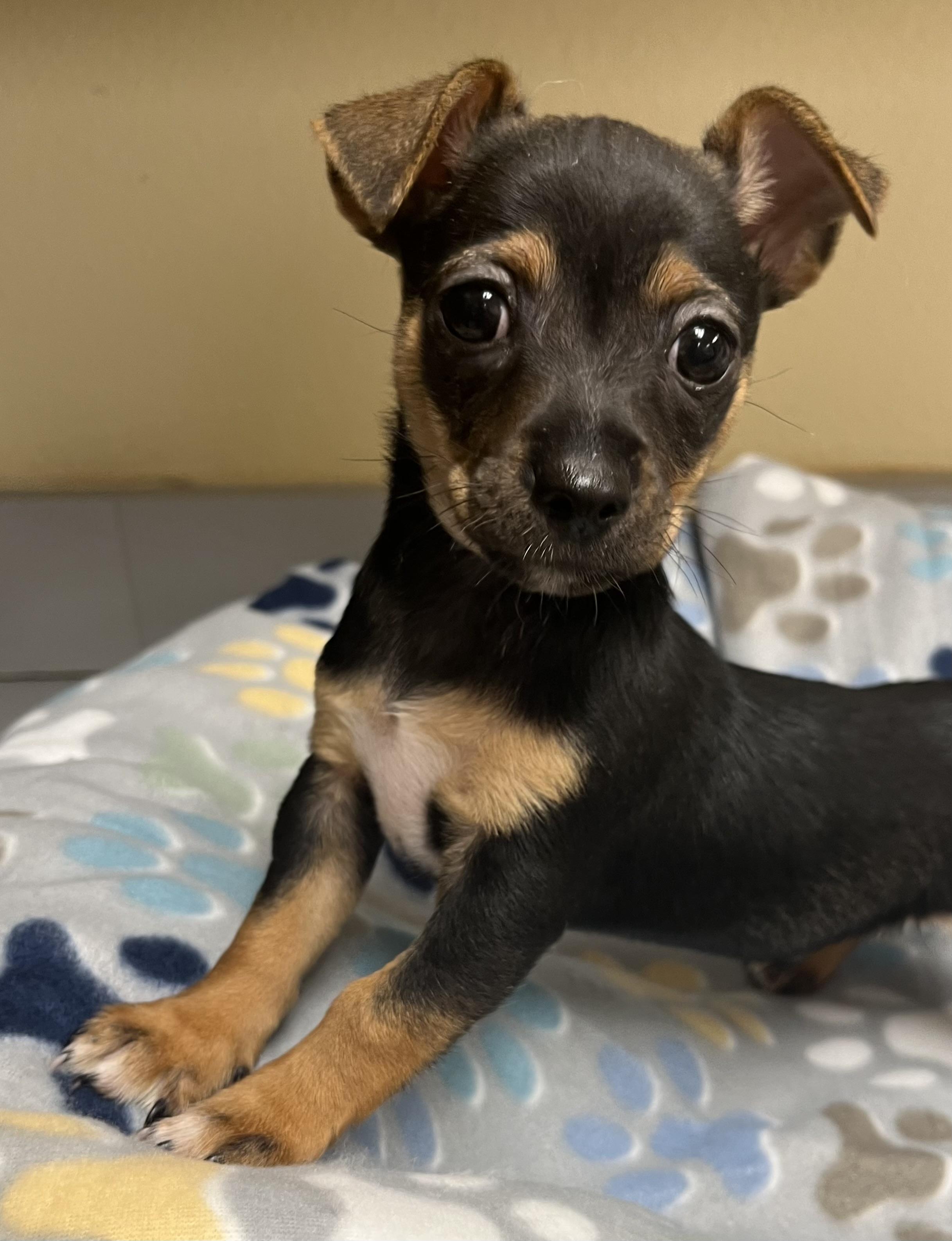 George Woofington