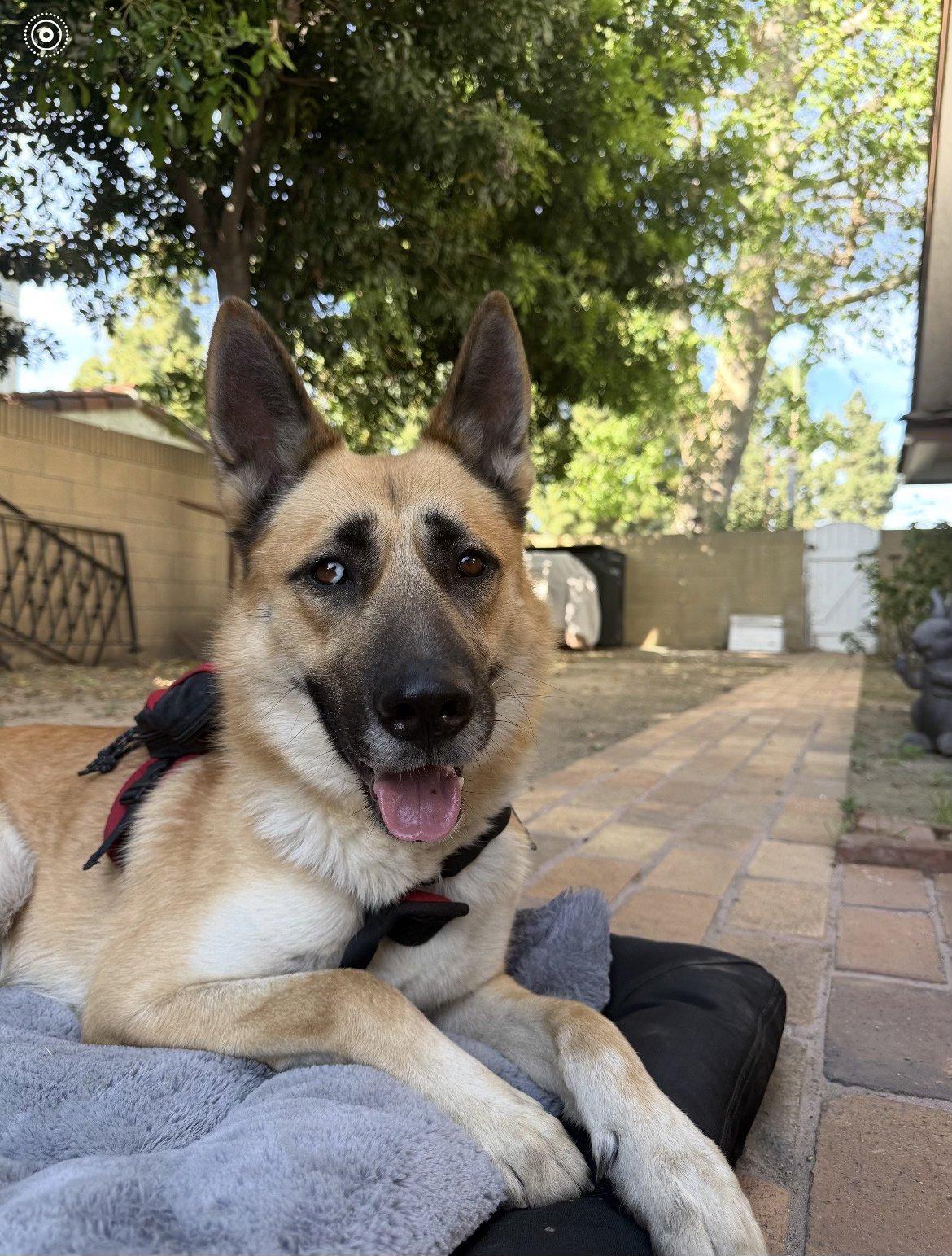 Miles, Adoptable, Adult Male German Shepherd Dog.