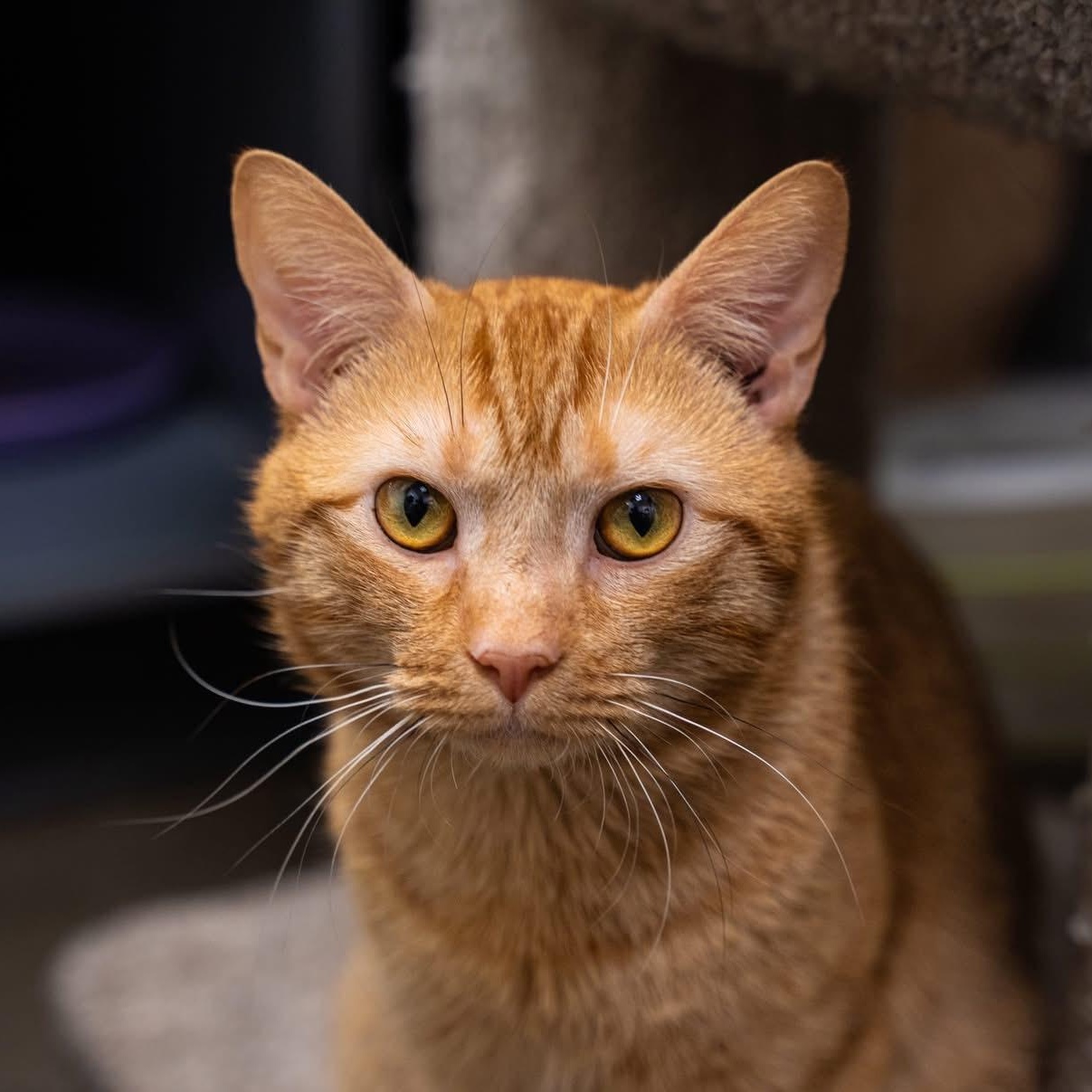 Marcus, adopted, Young Male Tabby.
