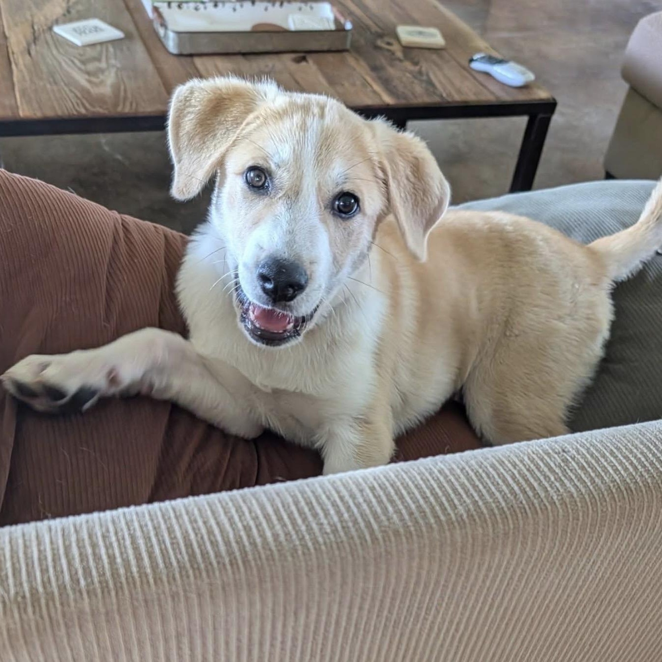 Luke , an adopted mixed breed in League City , TX image 2/5