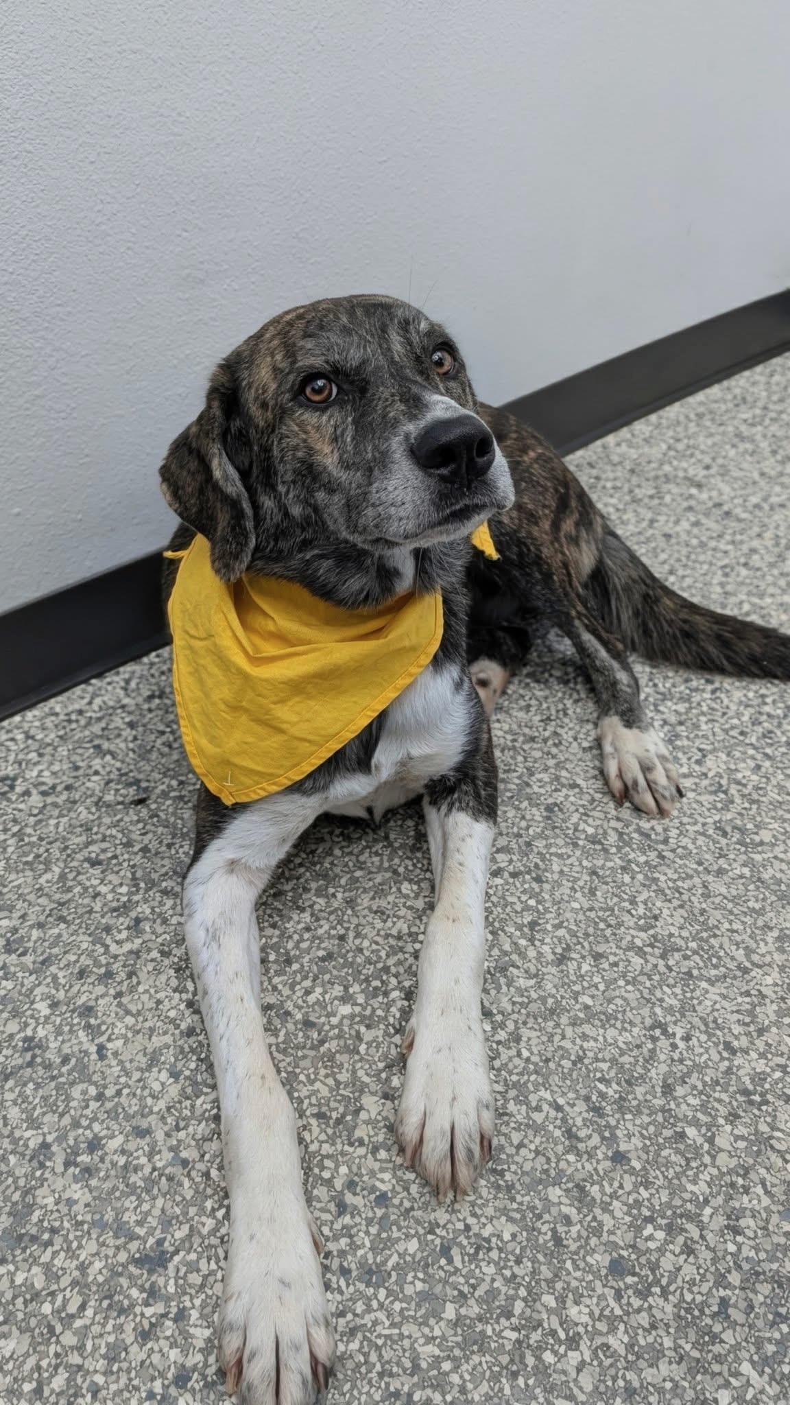 Enlarge Creme Brulee, an adopted Mountain Cur in Centerton, AR image 1/1
