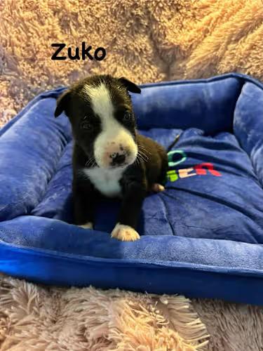 Zuko