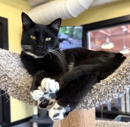 MYSPACE, Adoptable, Young Male Domestic Short Hair.