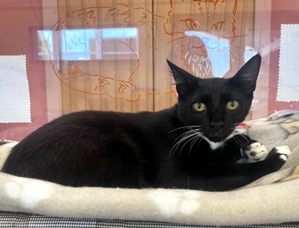 Enlarge MYSPACE, a Adoptable Domestic Short Hair in Fernandina Beach, FL image 2/3