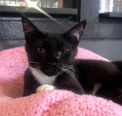 Enlarge MYSPACE, a Adoptable Domestic Short Hair in Fernandina Beach, FL image 3/3