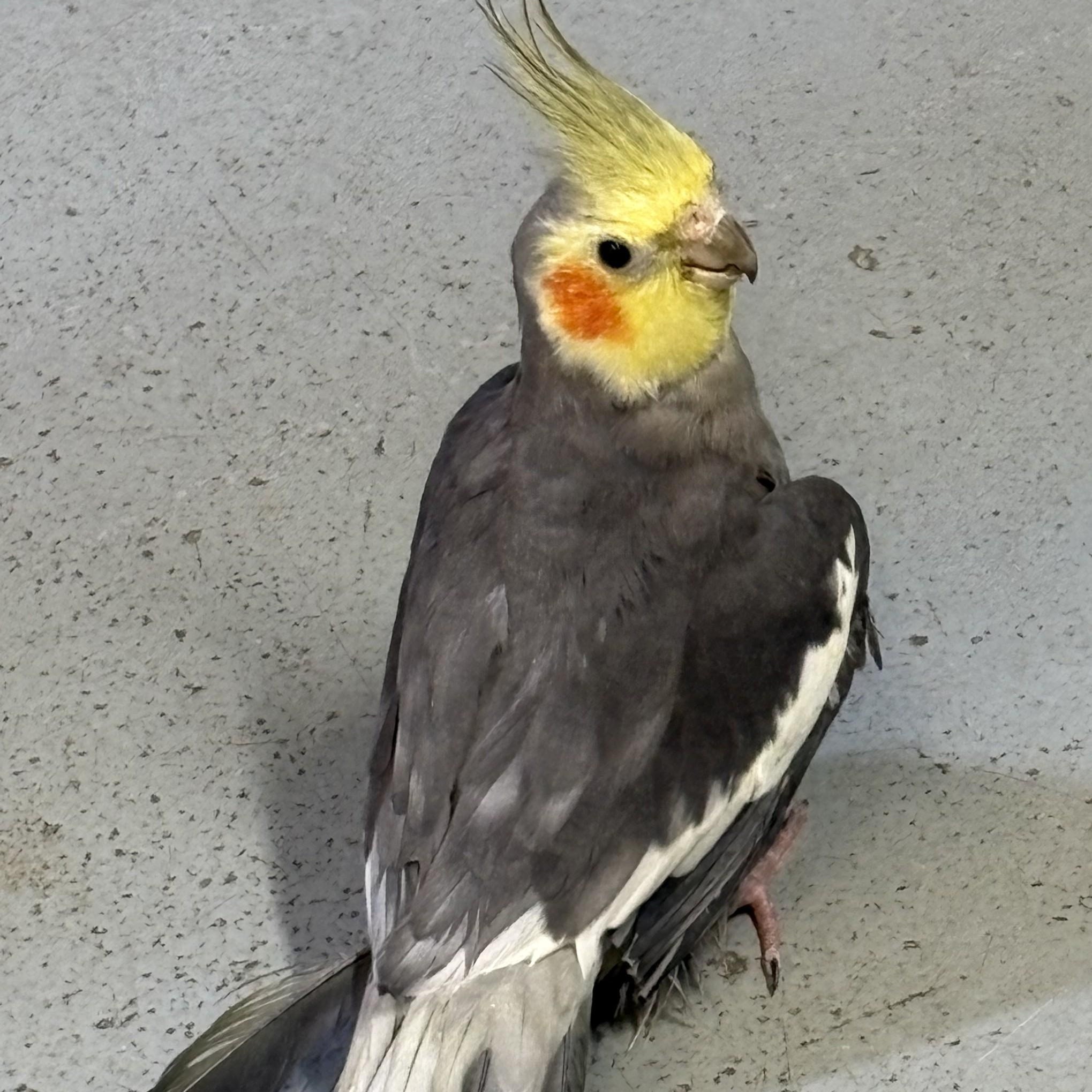 Enlarge Casanova, a Adoptable Cockatiel in Lenexa, KS image 1/1