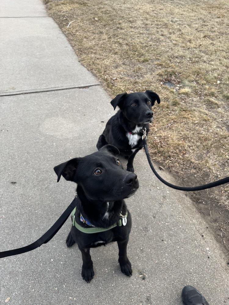 Otto, a Adoptable mixed breed in Denver, CO image 1/4