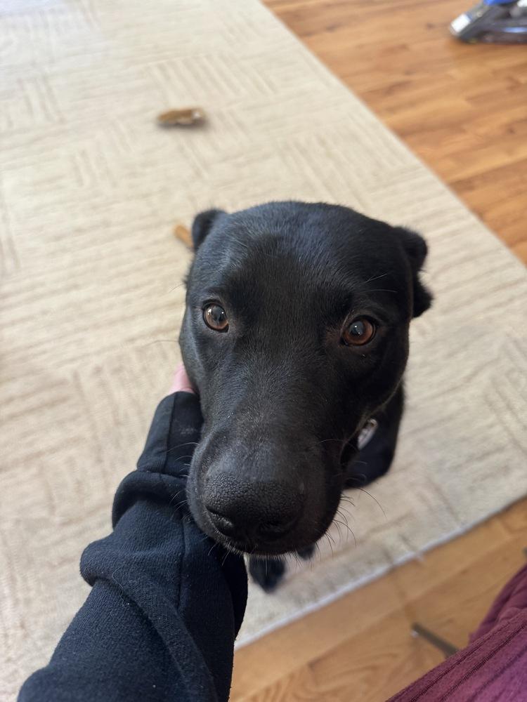 Otto, a Adoptable mixed breed in Denver, CO image 2/4