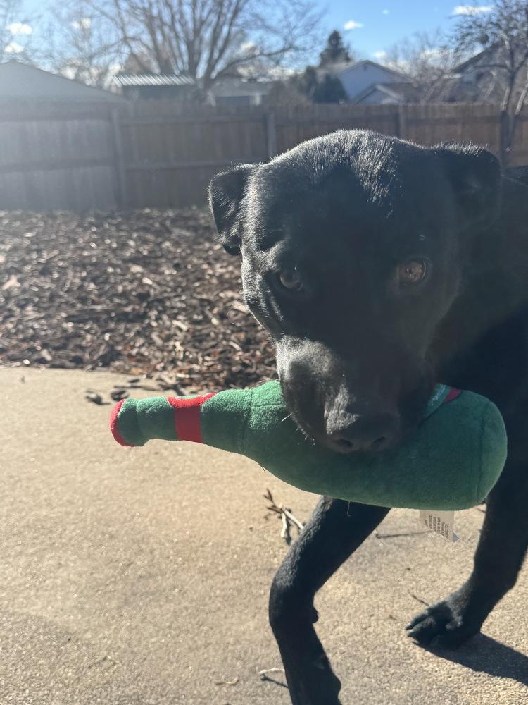 Otto, a Adoptable mixed breed in Denver, CO image 3/4