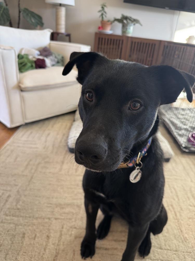 Otto, a Adoptable mixed breed in Denver, CO image 4/4