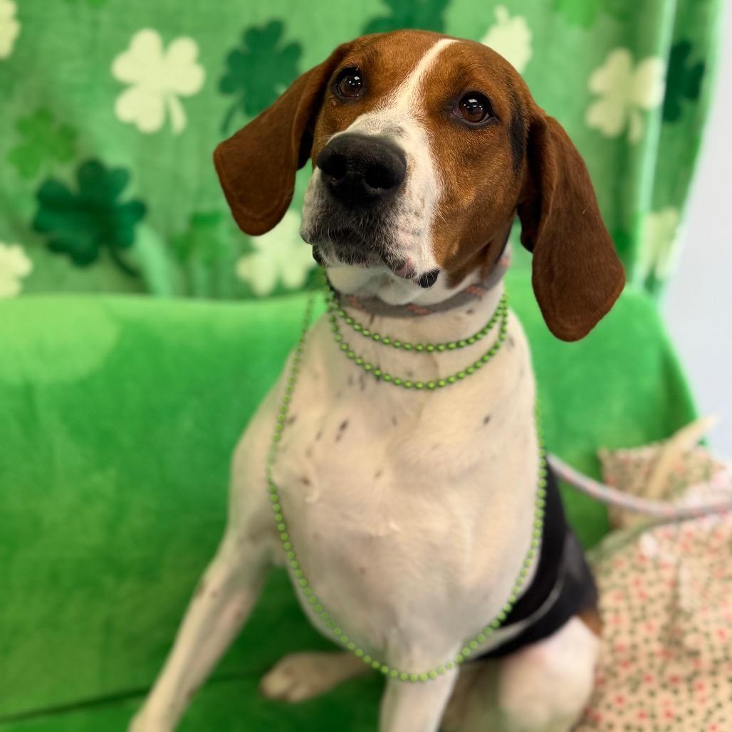 Roxy — thumbnail 2