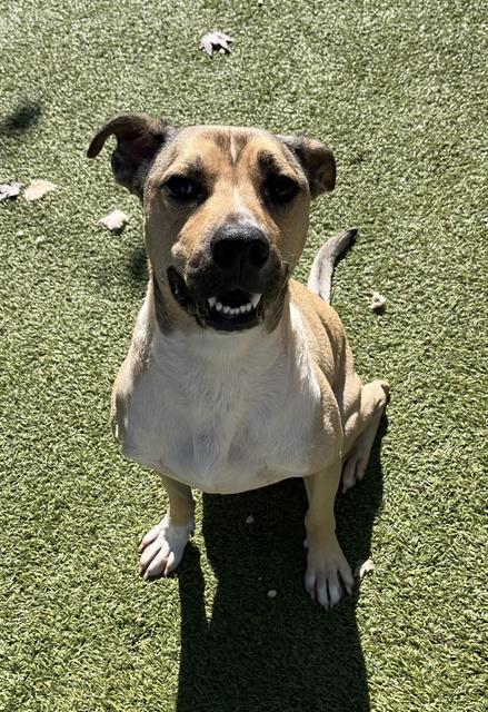 TANK (MORDEKAI), Adoptable, Adult Male Anatolian Shepherd & Labrador Retriever.