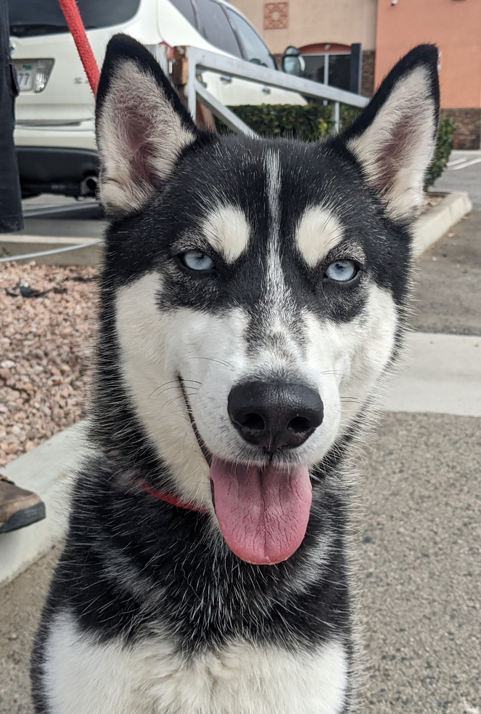 Fiona, Adopted, Adult Female Siberian Husky.