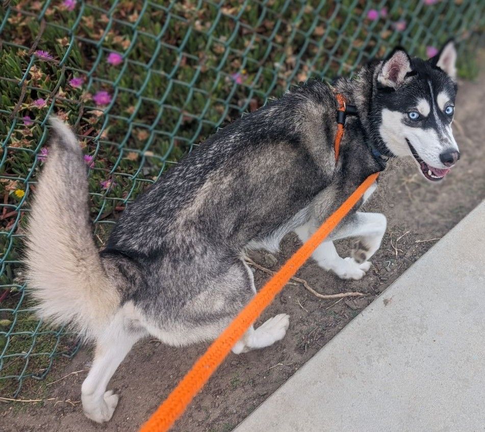 Enlarge Fiona, a Adopted Siberian Husky in Huntington Beach, CA image 2/4