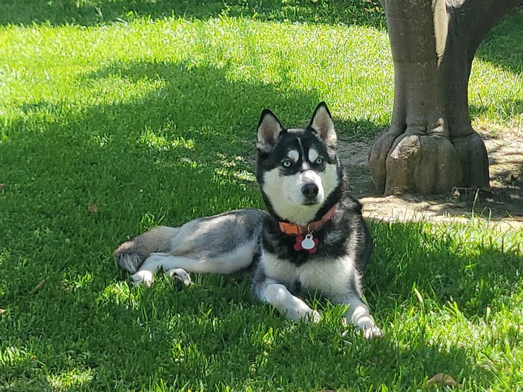 Enlarge Fiona, a Adopted Siberian Husky in Huntington Beach, CA image 3/4