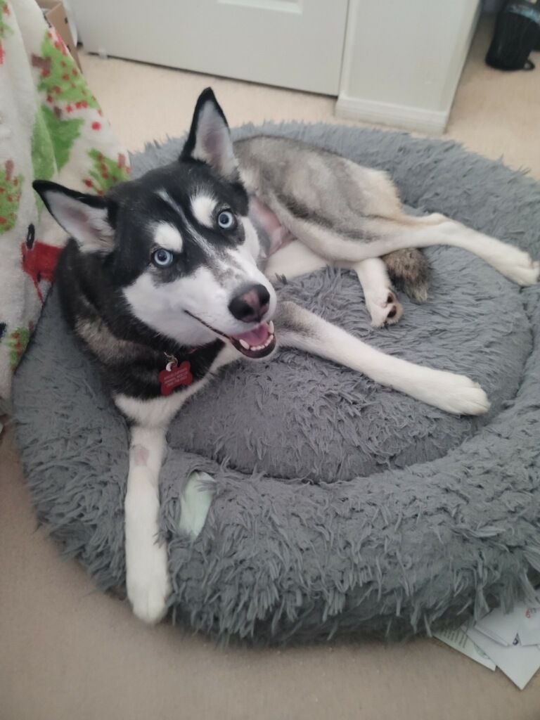 Enlarge Fiona, a Adopted Siberian Husky in Huntington Beach, CA image 4/4