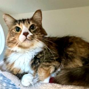 Koneko, Adoptable, Adult Female Domestic Medium Hair.