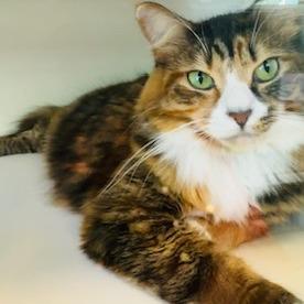 Koneko, a Adoptable Domestic Medium Hair in Cumming, GA image 2/6