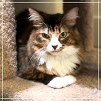 Koneko, a Adoptable Domestic Medium Hair in Cumming, GA image 3/6