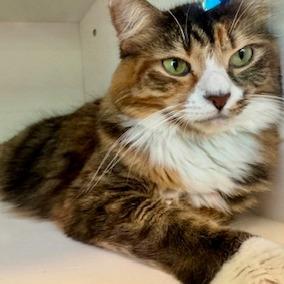 Koneko, a Adoptable Domestic Medium Hair in Cumming, GA image 4/6