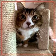 Koneko, a Adoptable Domestic Medium Hair in Cumming, GA image 5/6