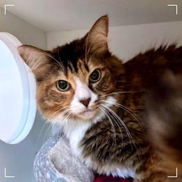 Koneko, a Adoptable Domestic Medium Hair in Cumming, GA image 6/6