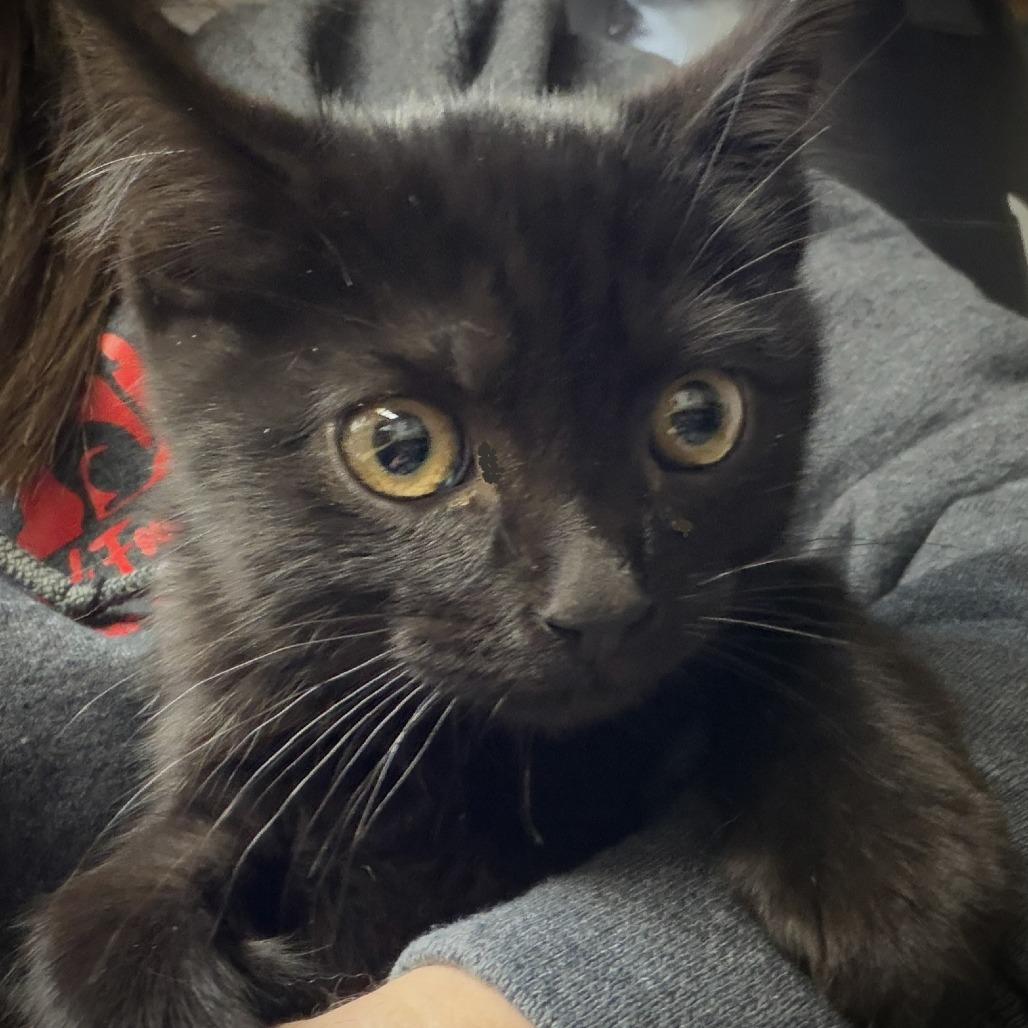 Bagheera, Adoptable, Kitten Male Domestic Short Hair.