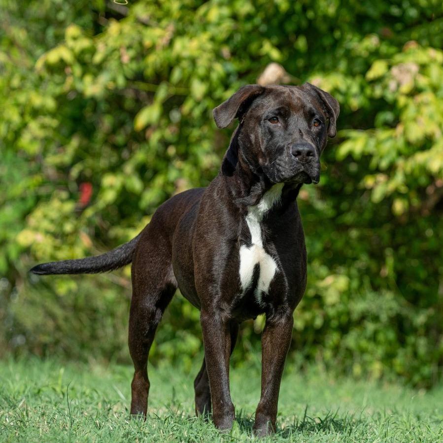 Cuddles, Adoptable, Adult Female Pit Bull Terrier & Retriever.
