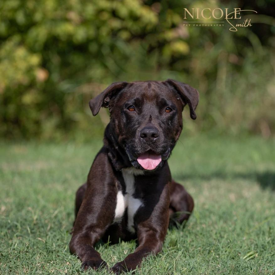 Cuddles, a Adoptable mixed breed in Henderson, KY image 2/2