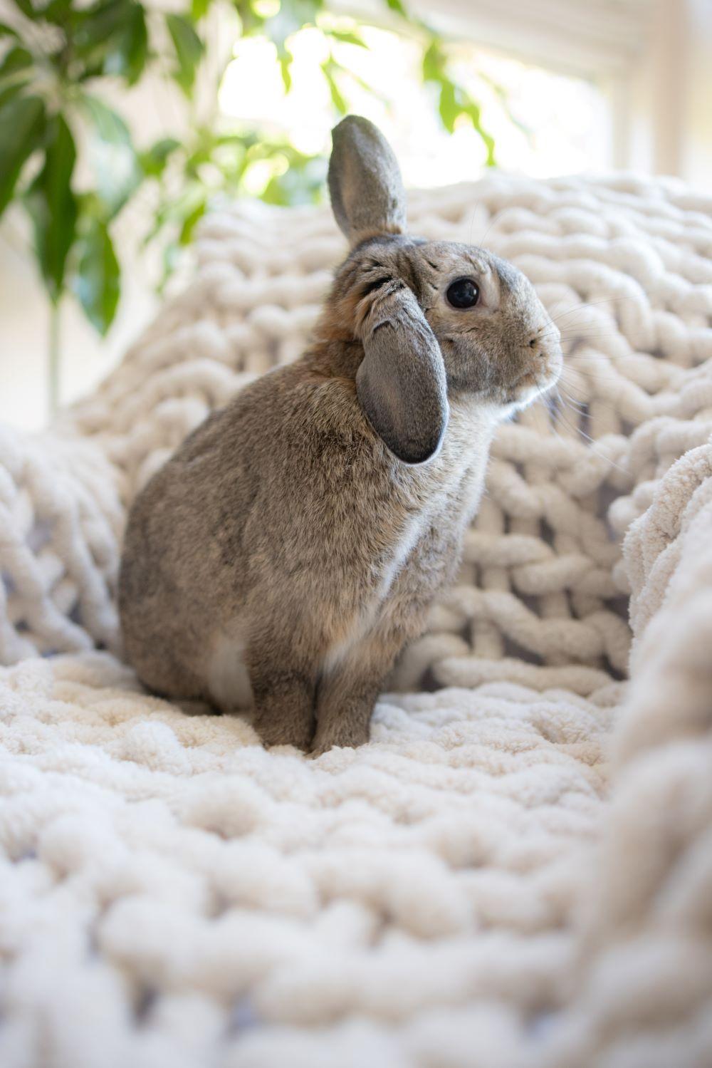 Javelin, a Adoptable mixed breed in Los Angeles, CA image 1/5