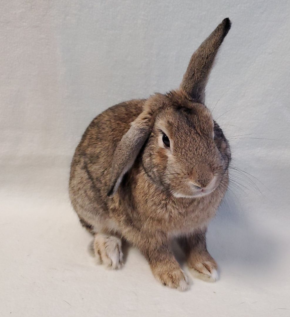 Javelin, a Adoptable mixed breed in Los Angeles, CA image 4/5