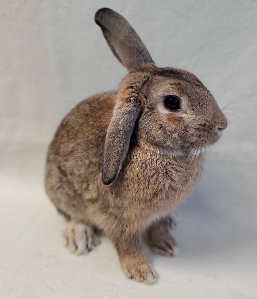 Javelin, a Adoptable mixed breed in Los Angeles, CA image 5/5