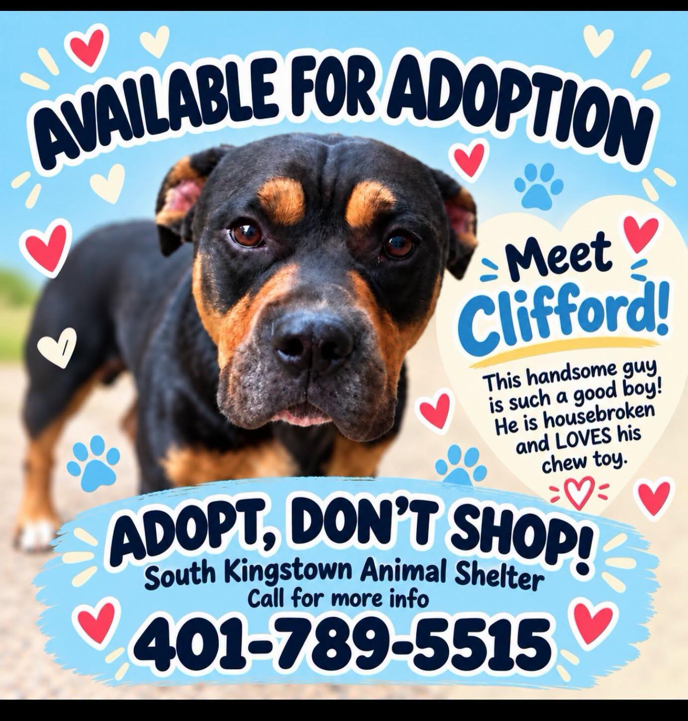 Enlarge Clifford, a Adoptable American Bully in Wakefield, RI image 2/4