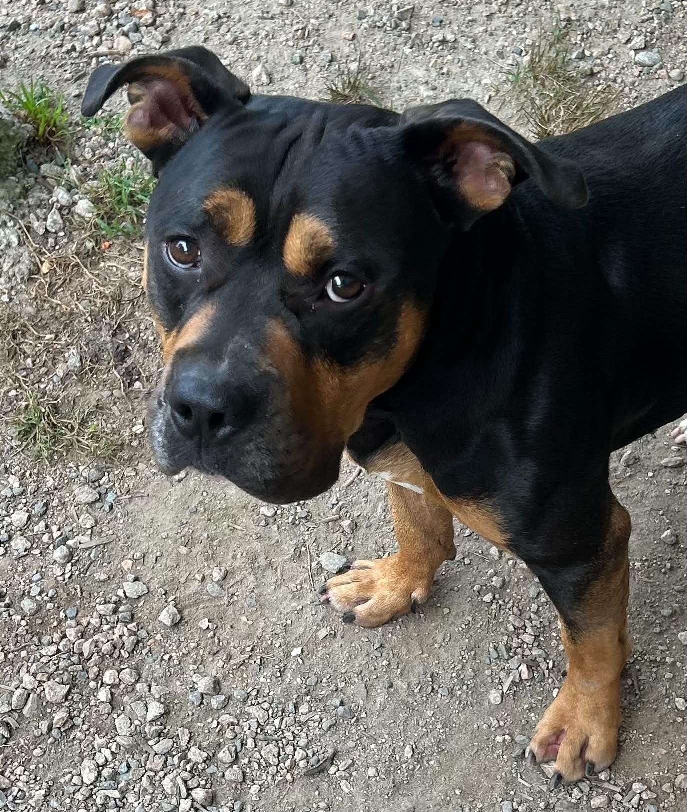 Clifford, Adoptable, Adult Male American Bully.