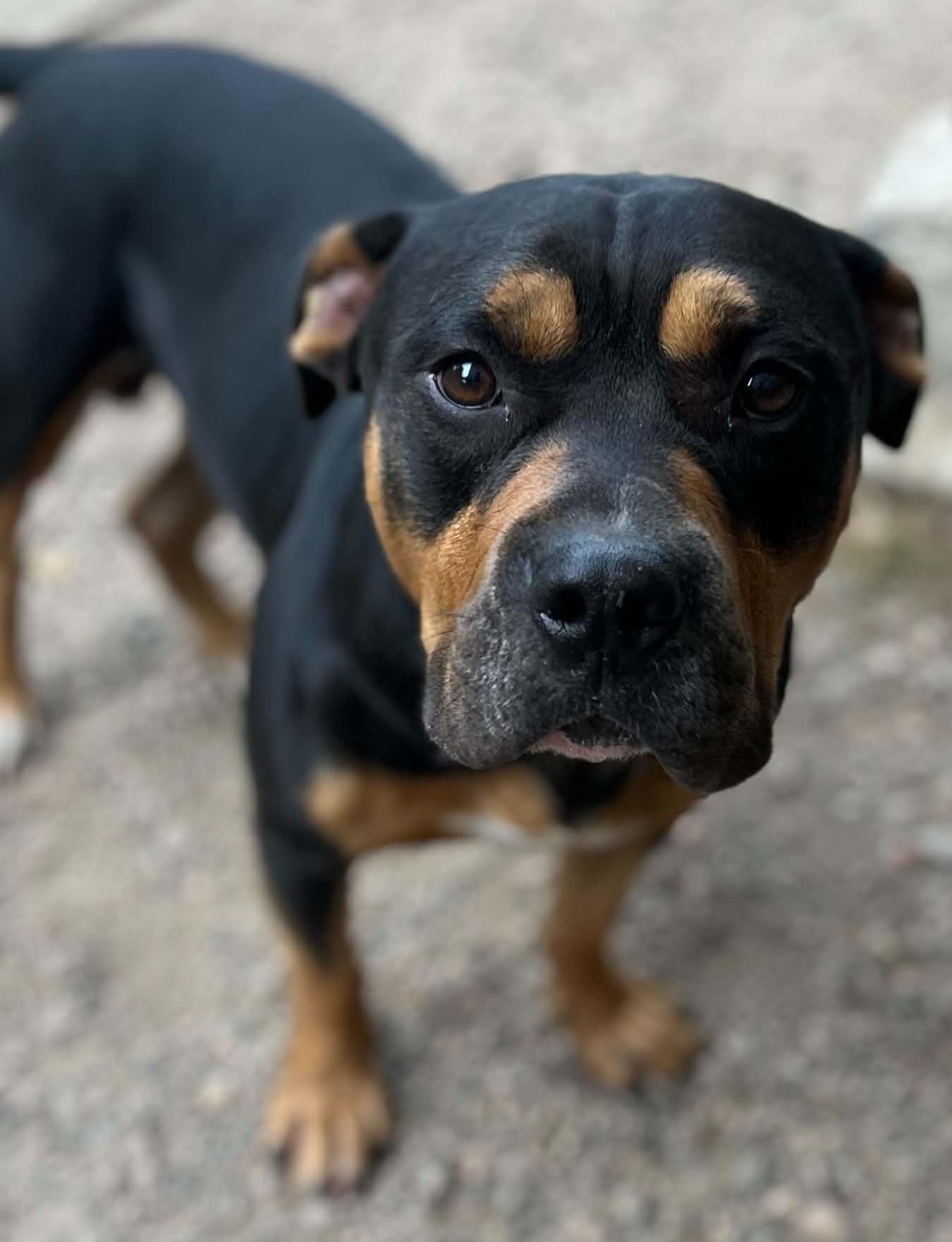 Enlarge Clifford, a Adoptable American Bully in Wakefield, RI image 3/4