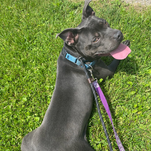 Dog for adoption Dozer, a Mixed Breed in Batavia, OH Petfinder