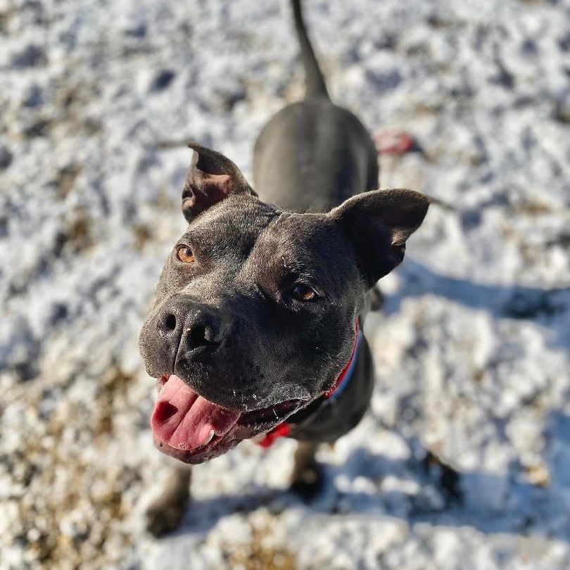 Dog for adoption Dozer, a Mixed Breed in Batavia, OH Petfinder