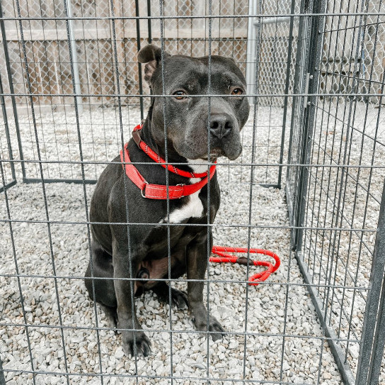 Dog for adoption Dozer, a Mixed Breed in Batavia, OH Petfinder