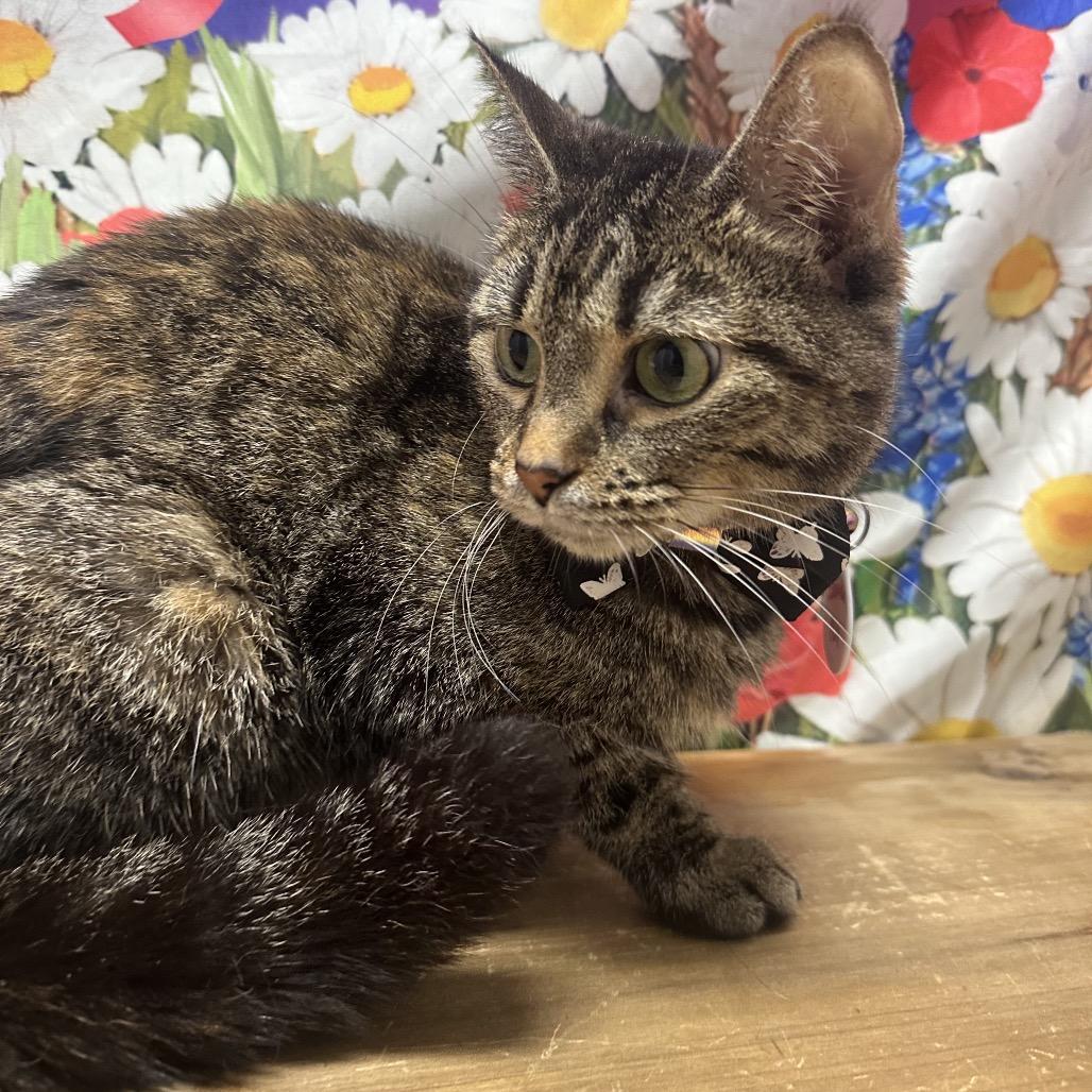 Samantha, Adoptable, Adult Female Domestic Short Hair.