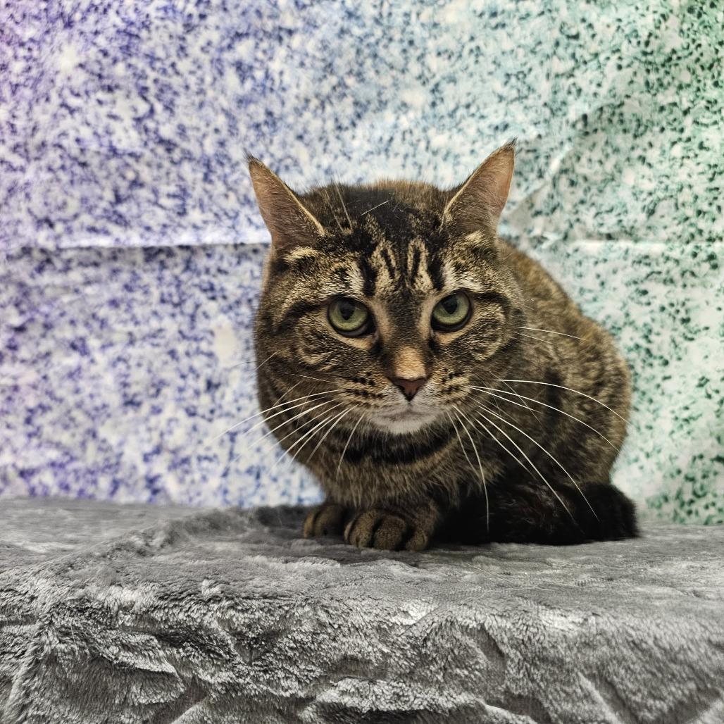 Samantha, a Adoptable Domestic Short Hair in Normal, IL image 2/2